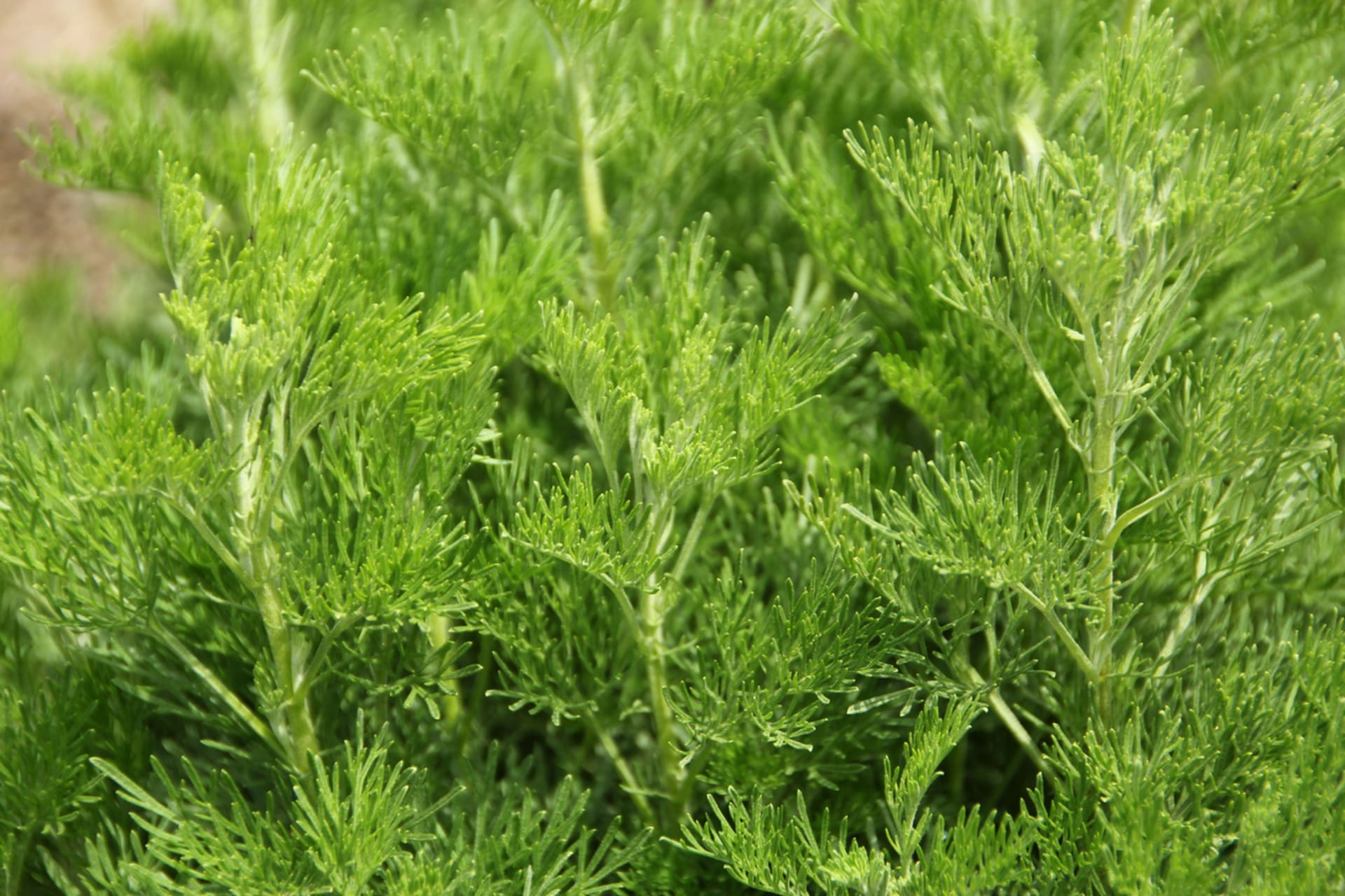 Ziele coli (Artemisia abrotanum var. Maritima)