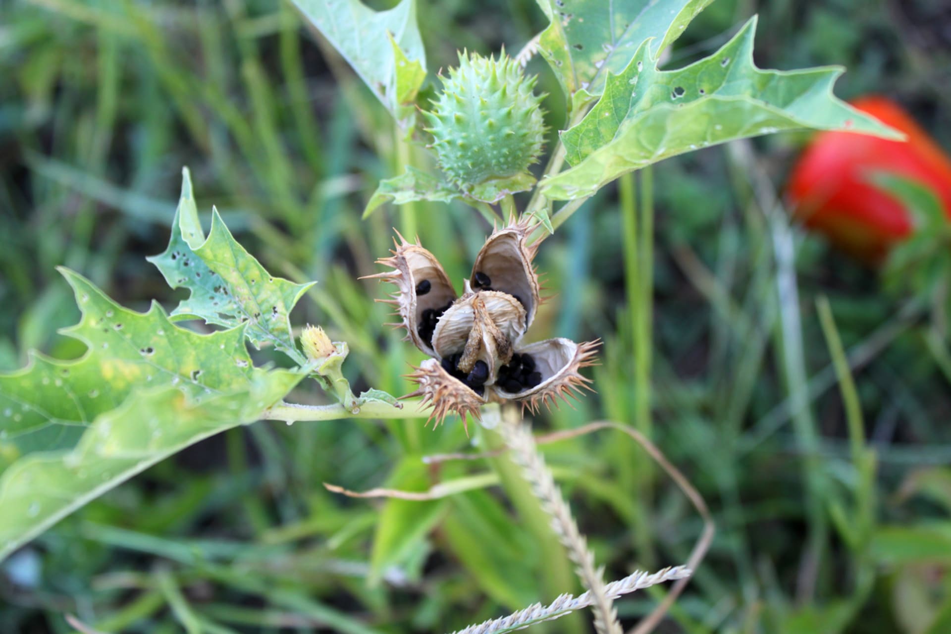 Datura stramonium (Datura stramonium) 