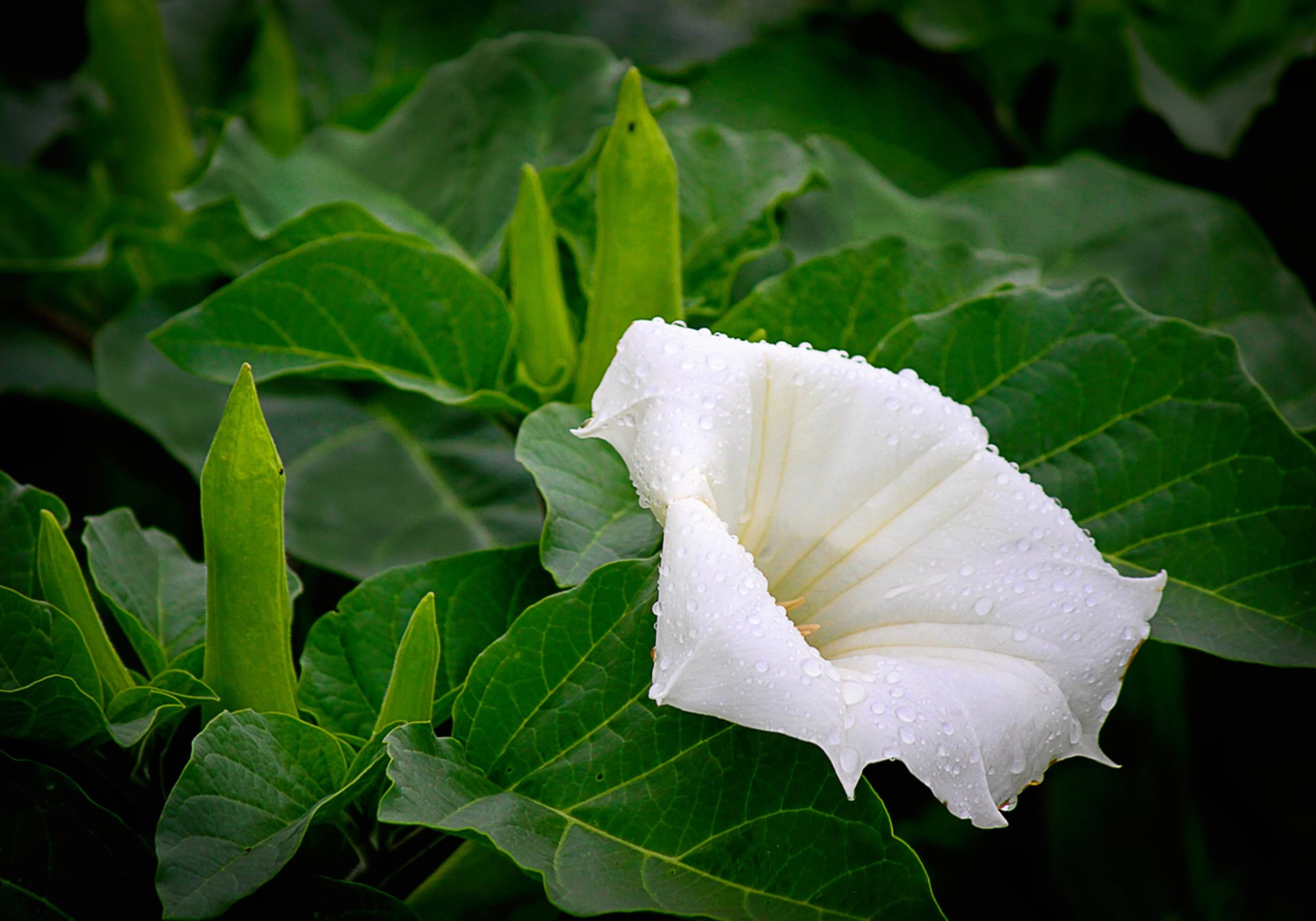 Datura stramonium (Datura stramonium)